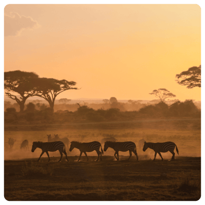 Africa Safari-1